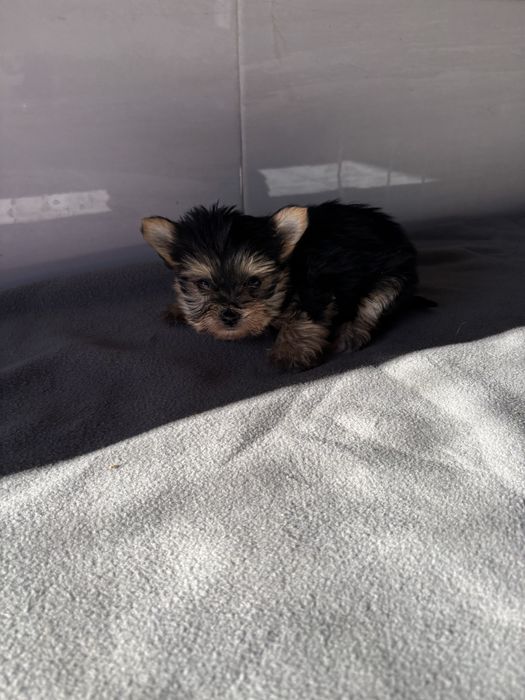 Morkie macho de pelo comprido