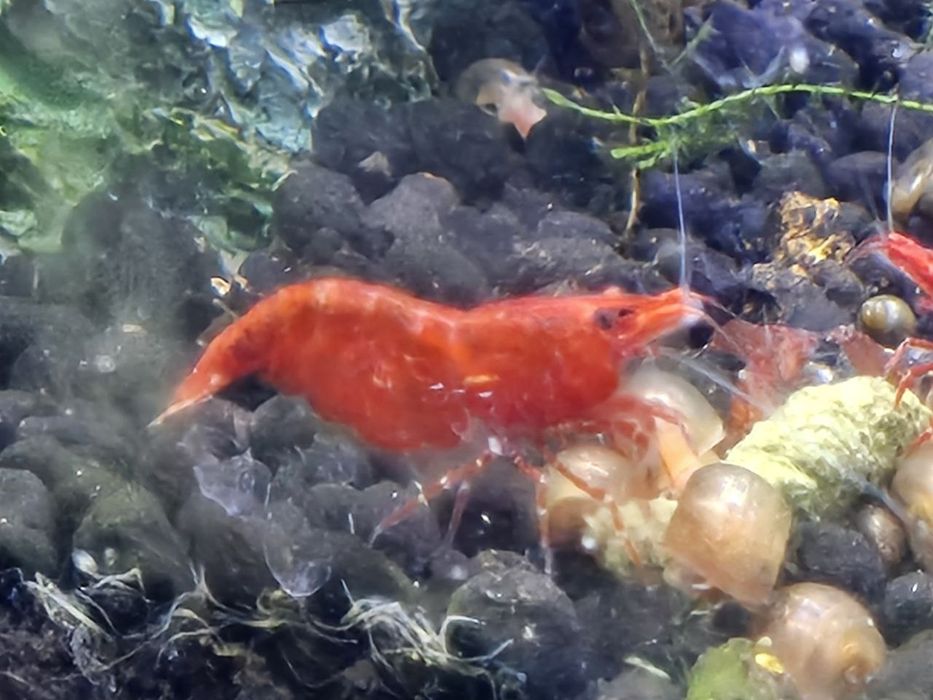 Camarões Red Cherry