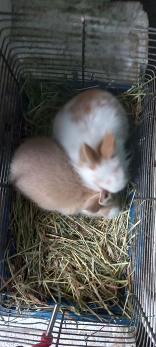 Кролики карликовые