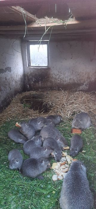 Продам молодих кроликів.