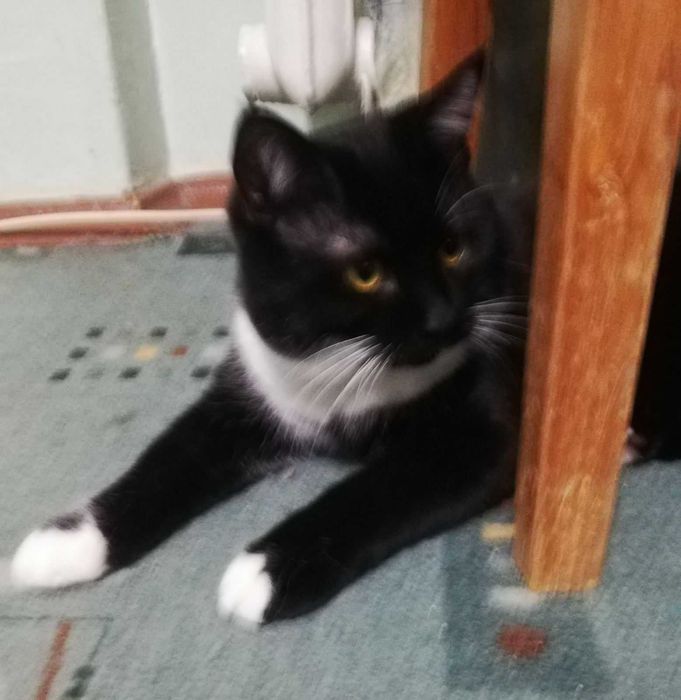 Котенок Феликс, возраст около 7 месяцев, ищет дом!