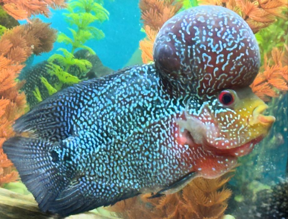 Флауэр хорн Flower Horn