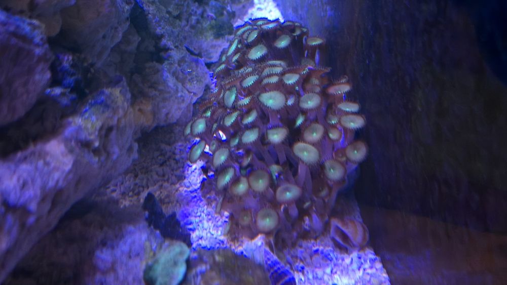 Palythoa zoanthus
