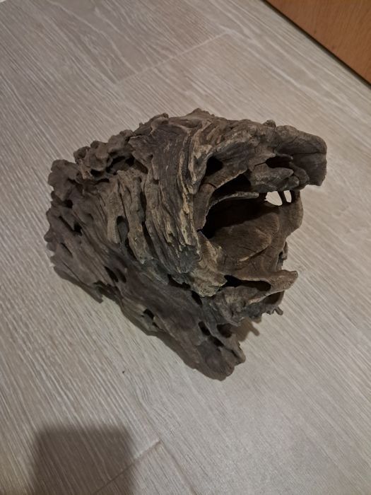 Tronco Dragon wood