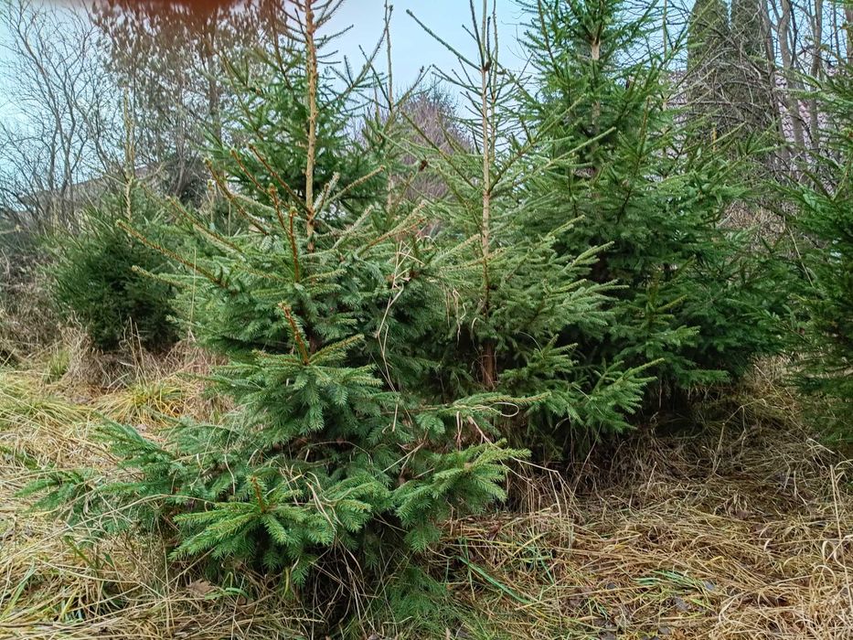 Choinki, świerki Ostróda