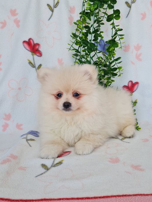 Exuberante mini Lulu da Pomerania / Spitz Alemão Anão de Qualidade