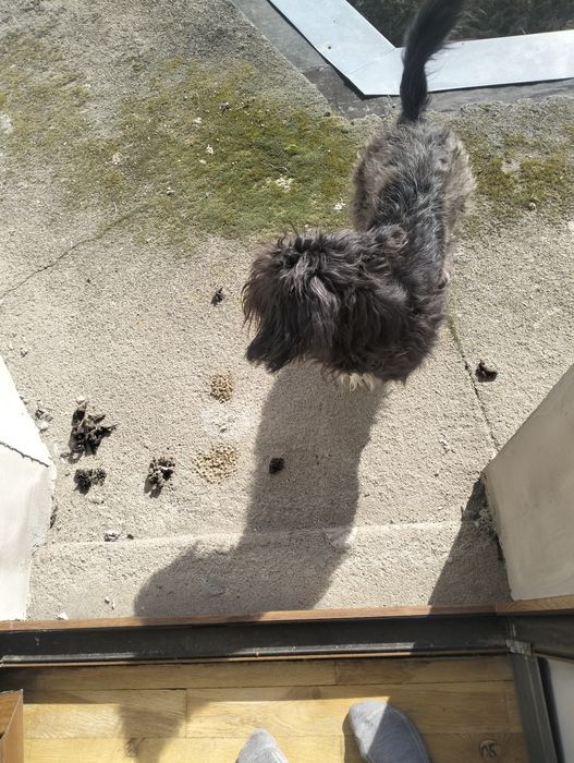 Półtorej rocznasuczka na wydanie