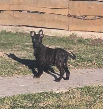 Owczarek holenderski piesek