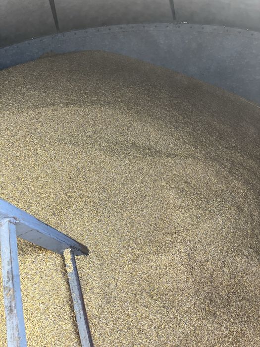 Mieszanka zbożowa owies