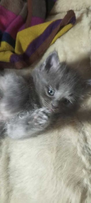 Кошенята в добрі руки