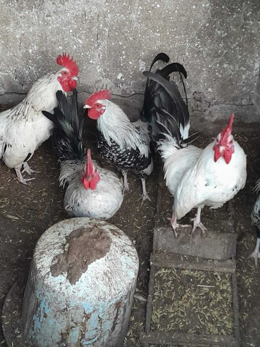 Sprzedam kogutki liliputki