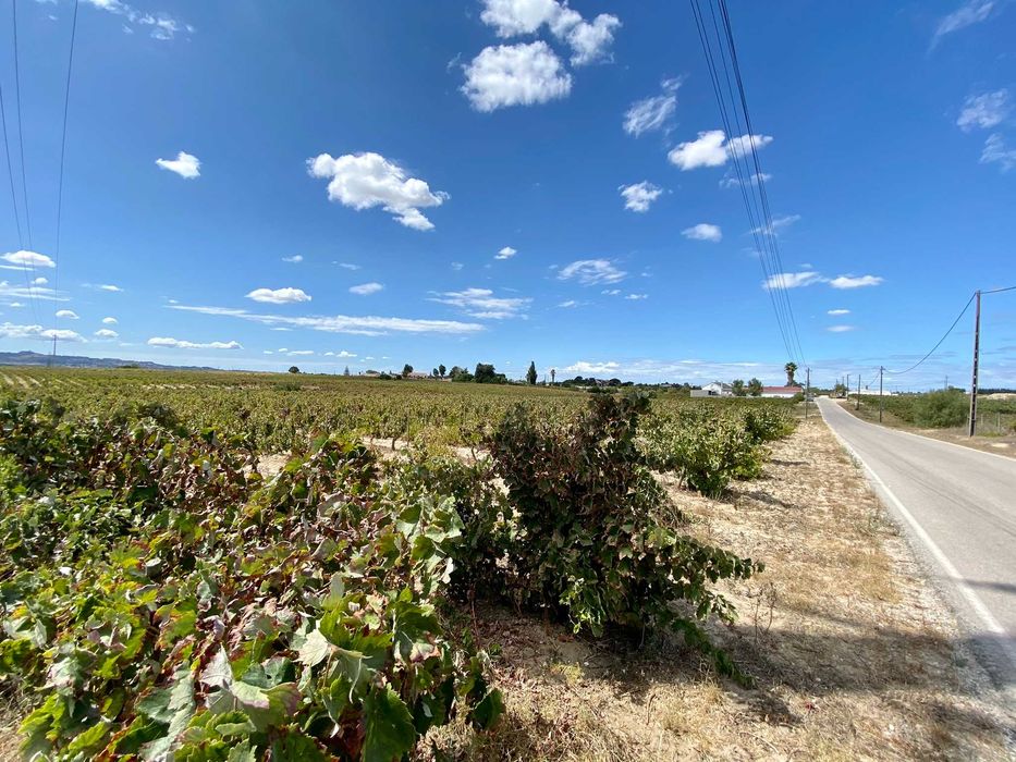 Terreno com vinha no Lau, Palmela 15.000 m2