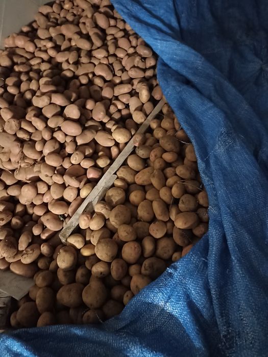 Batatas brancas e vermelhas