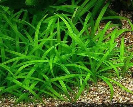 Roślina Akwariowa Sagittaria subulata  10 sadzonek