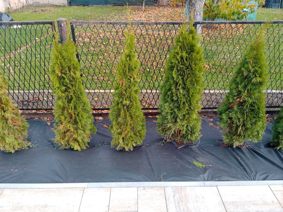 Przepiękne tuje szmaragd z posadzeniem laurowiśnie