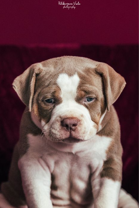 Шикарный мальчик Американского Булли Pocket в окрасе лиловый триколор