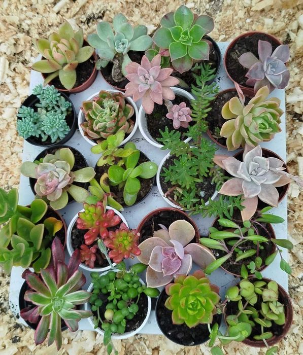 20 suculentas lindas por 19 euros