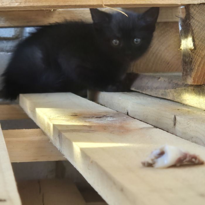 Котята /кошенята шукають дім