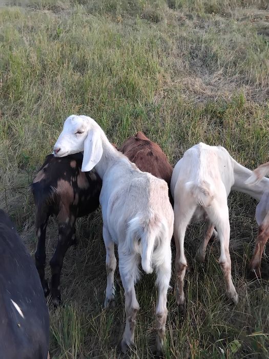 Нубійські козочки