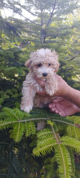 Malutki maltipoo