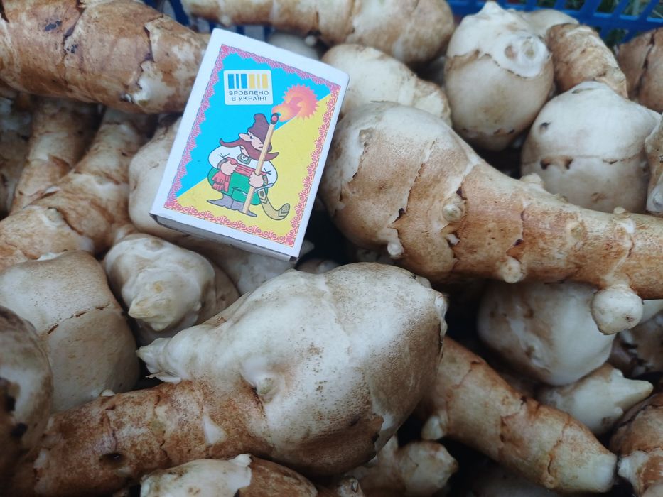 Топінамбур домашній