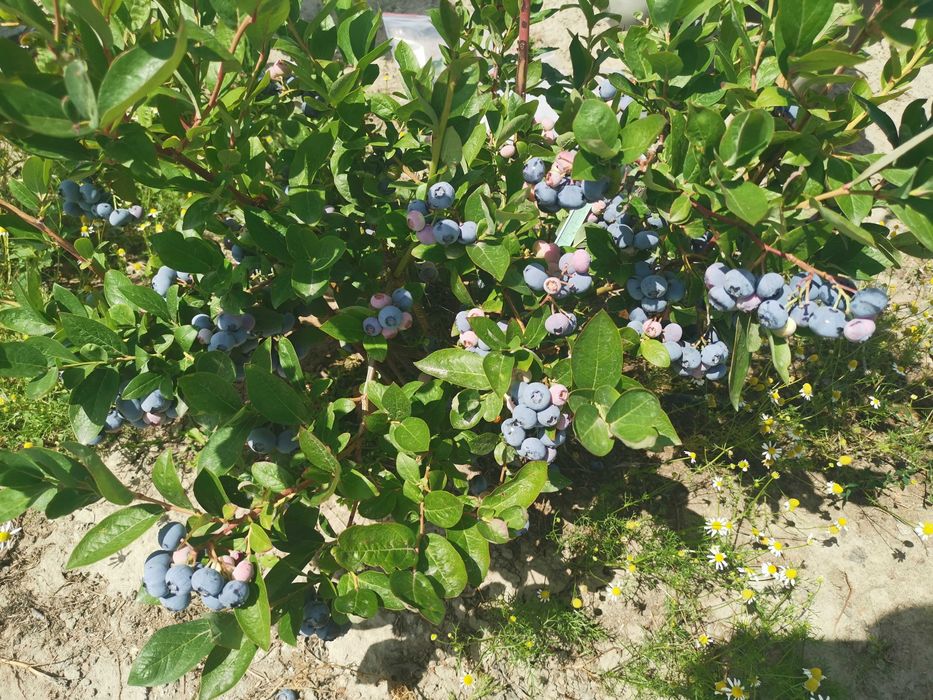 Borówka amerykańska ZEUS PBR donica 3litry