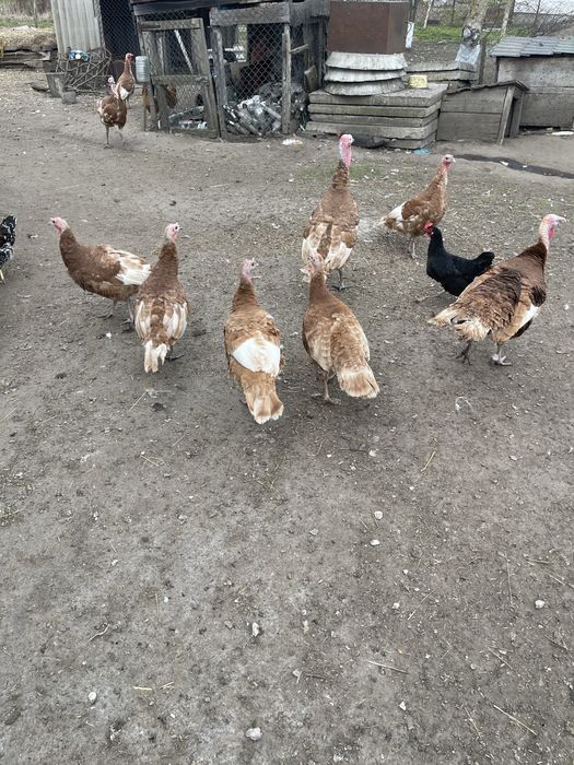 Продам індиків Червоний Бурбон