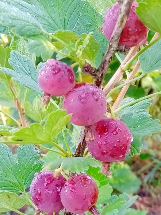Агрус червоний та Смородина чорна, порічка червона і біла, саджанці