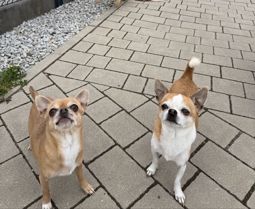 Pieski chihuahua suczka piesek po steryl. I kastracji