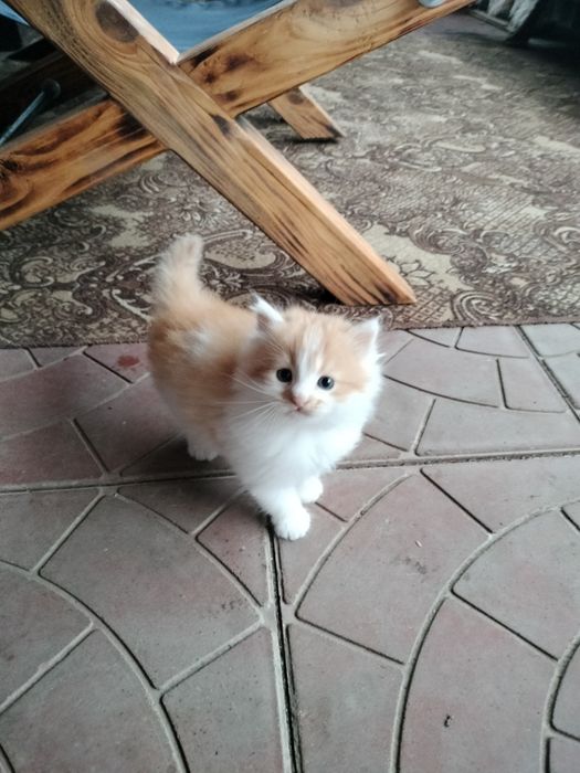 Кошеня руде котик