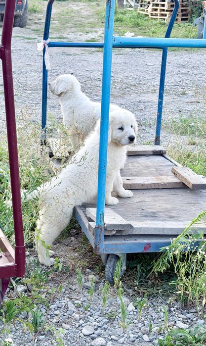 Чудові цуценята породи УГОРСЬКИЙ КУВАС !!!