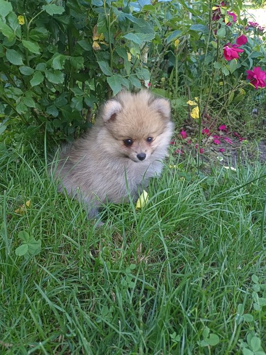 Pomeranian , szpic miniaturowy