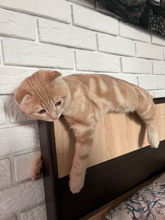Вязка шотландського кота