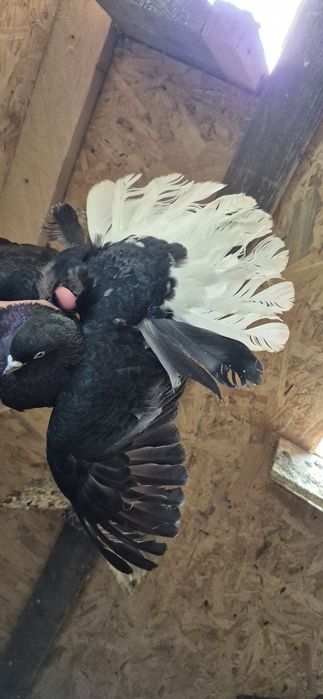 GOŁĘBIE różne rasy