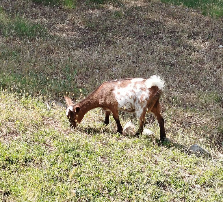 Cabras anãs, 4 meses