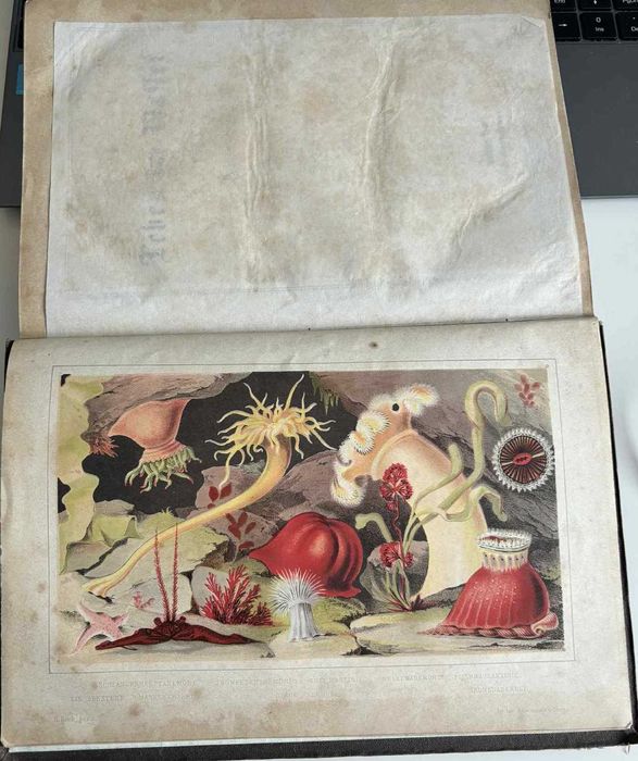 Das Leben im Wasser und das Aquarium G. Jäger 1868 Akwarystyka Ryby