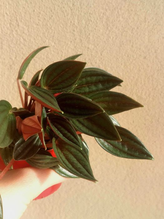 Planta Peperomia caperata 'Rosso'