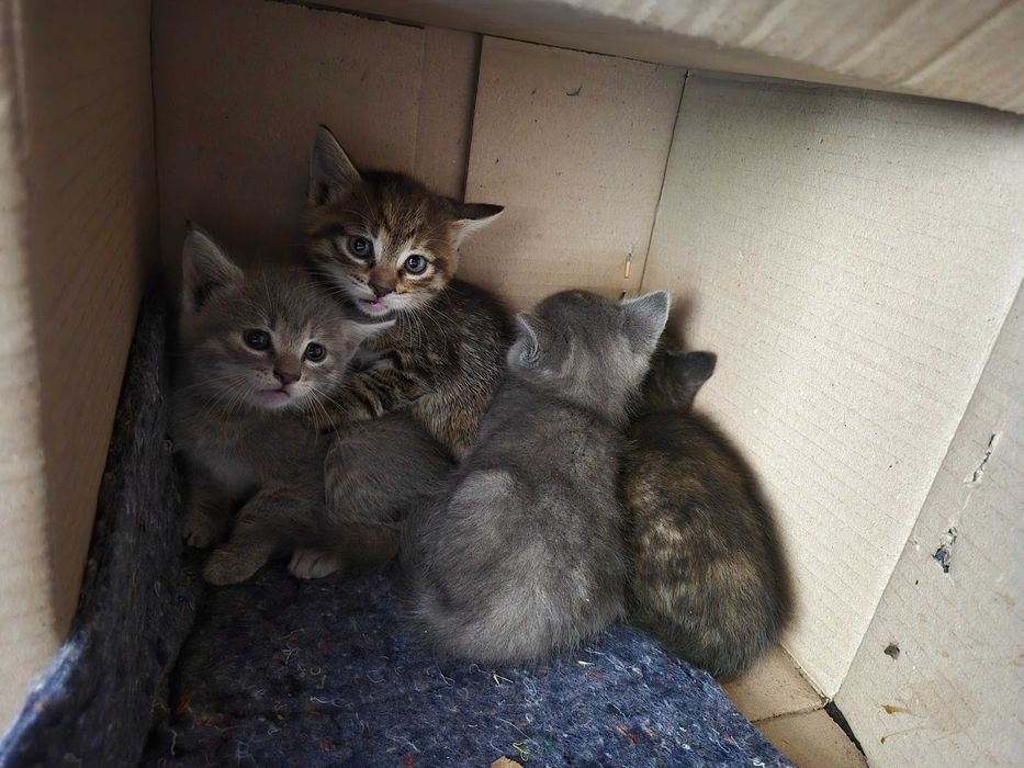 Кошенята в добрі руки