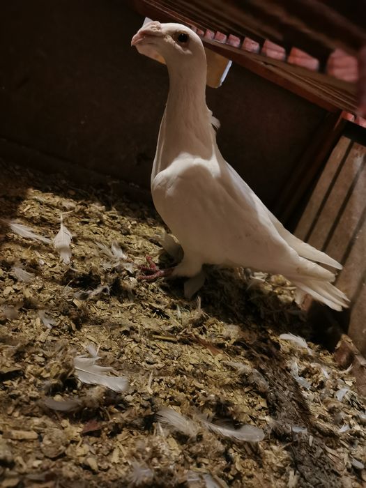 Gołąb biały Rzeszowski staropolski pocztowy