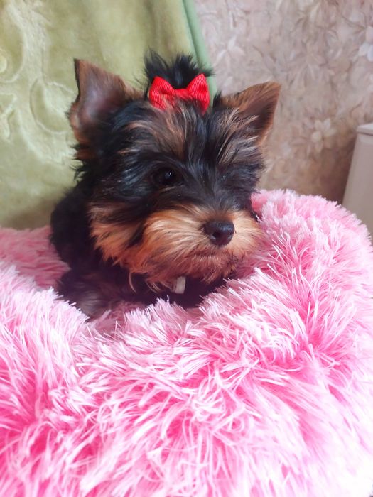 Yorki śliczne Yoreczki