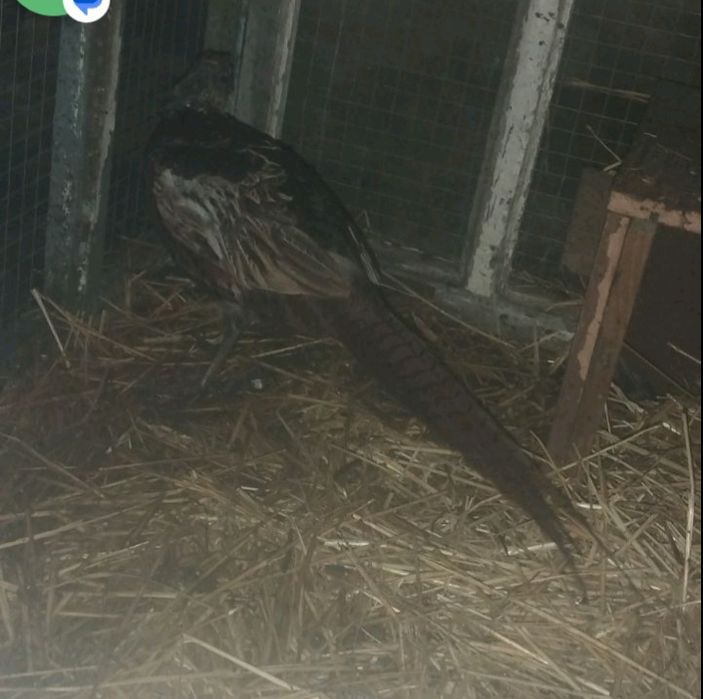 Продам пару фазанів