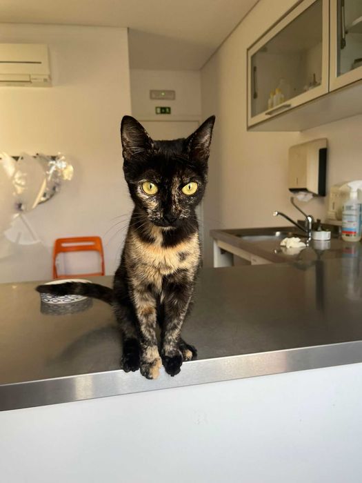 Gatinhos para adoção