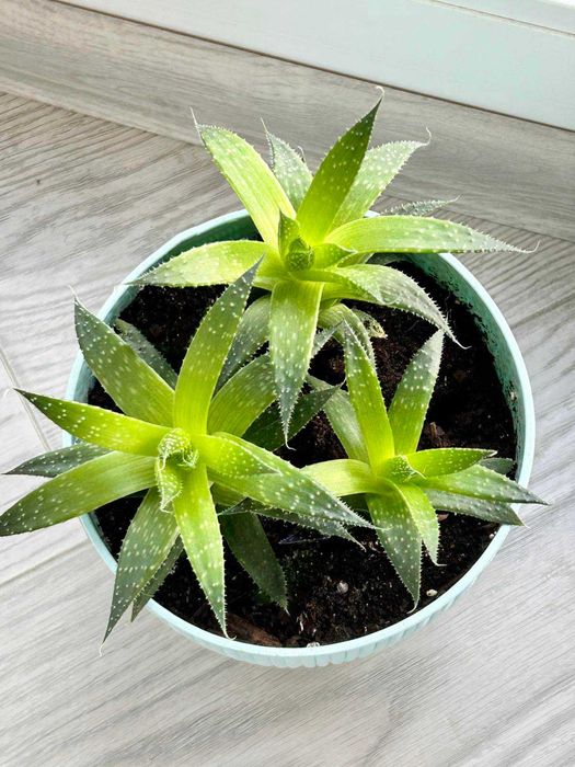 Продам алое остисте (Aloe aristata)