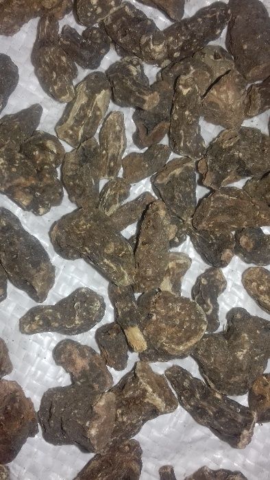 Продам калгана корень (лапчатка прямостоячая).