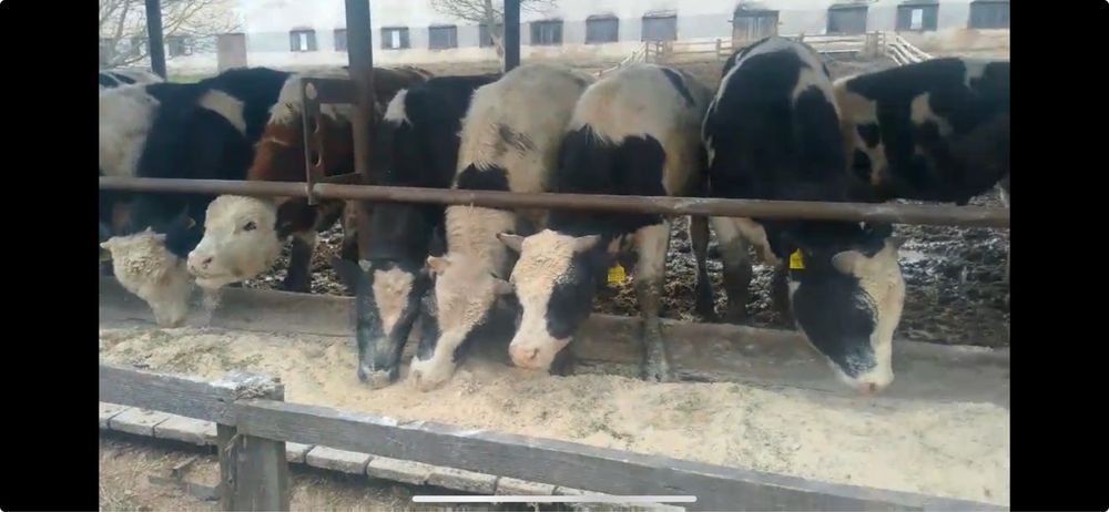 Продам бички годовані