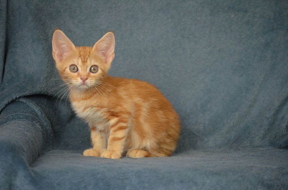 Котик красунчик 2.5 місяці
