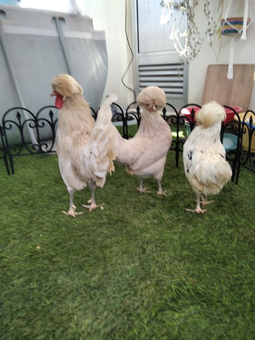 Paduanas (casal ou trio)