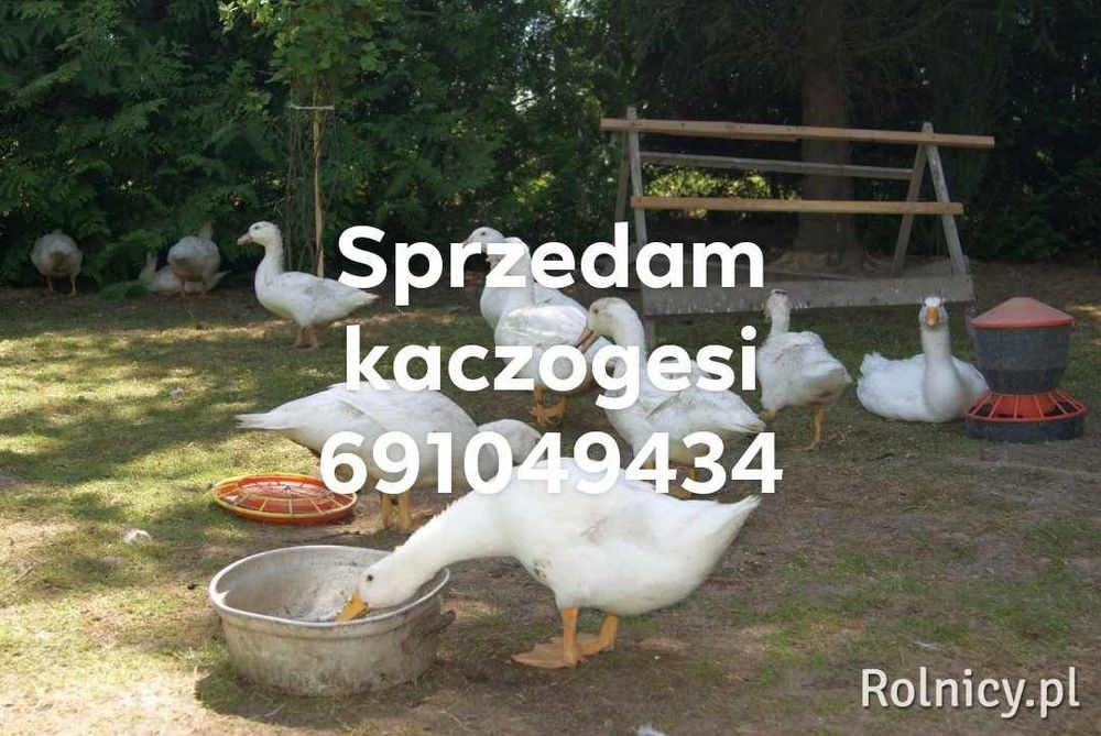 Sprzedam  gęsi wiejskie