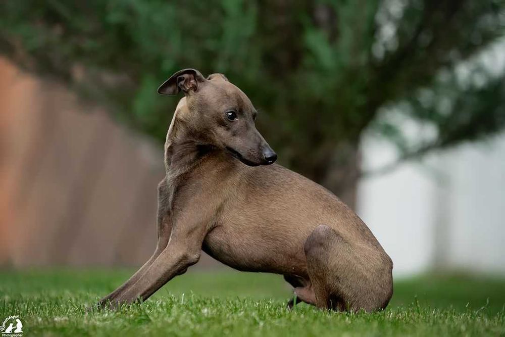 Левретки хлопчик