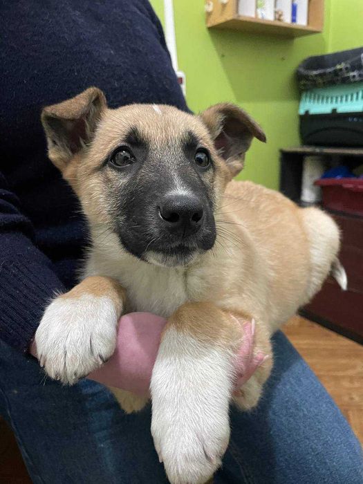 Цуценя Квест, 4 місяці, в турботливу сім'ю